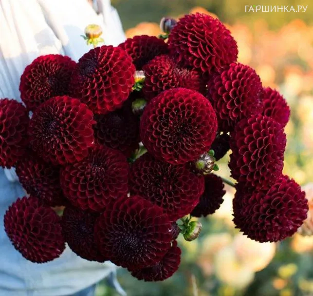 Георгина Джовей Мирелла шаровидная