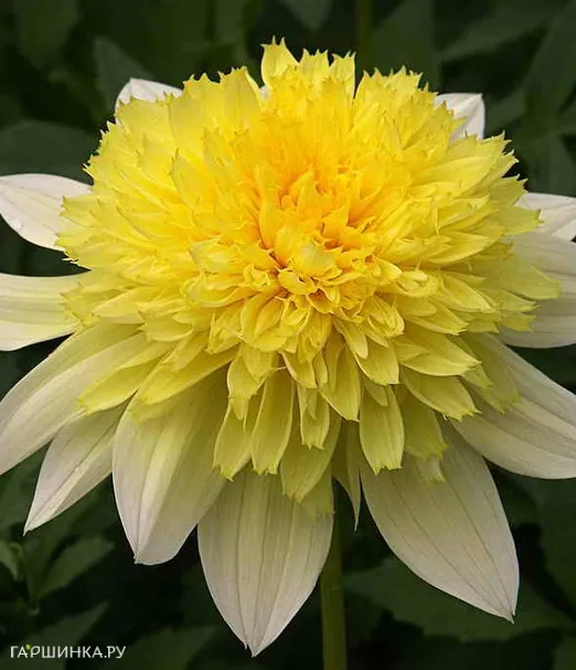 Георгина Фрея Пасо Добль анемоновидная