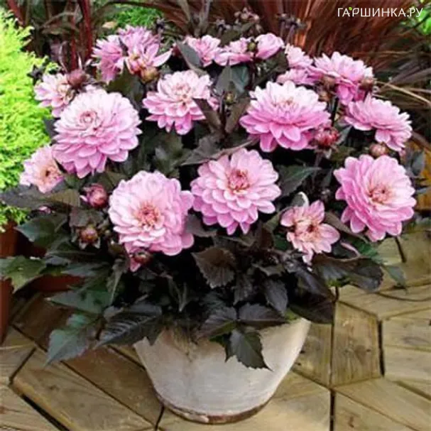 Георгина Мелоди Хармони бордюрная