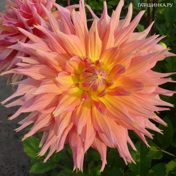 Георгина Омега бахромчатая