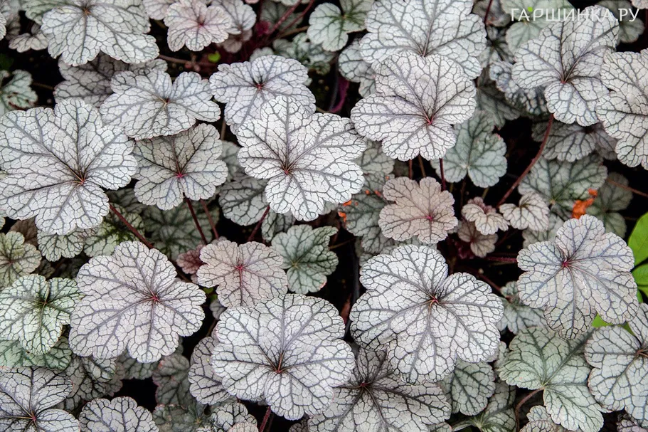 Гейхера Нозерн Икспожэ Сильвер