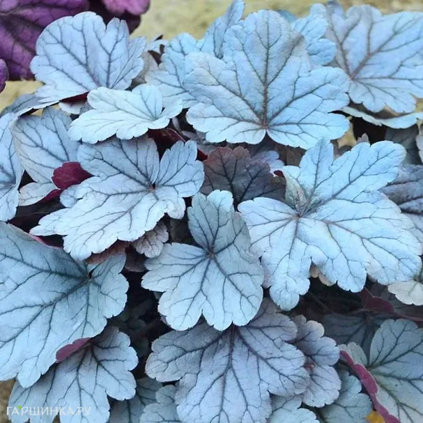 Гейхера Силвер Гамдроп