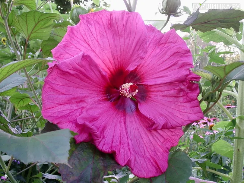 Гибискус Plum Crazy
