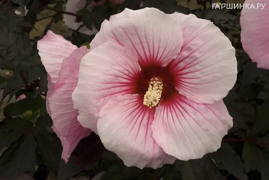 Гибискус Summer Storm