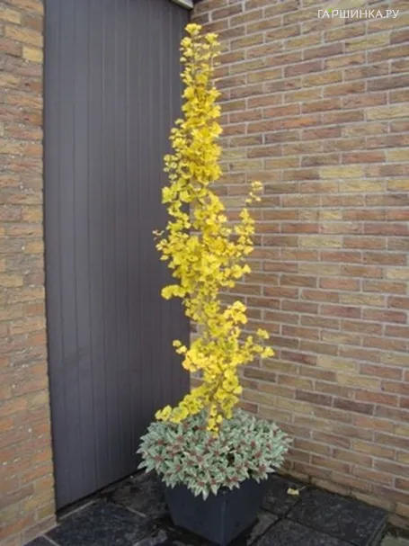 Гинкго билоба Менгир