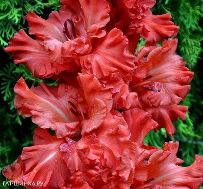 Гладиолус Большое искушение