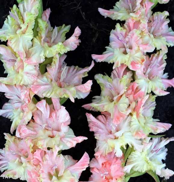 Гладиолус Дыхание лета