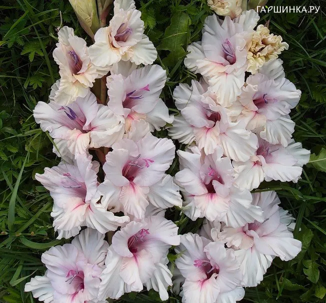 Гладиолус Морская царица
