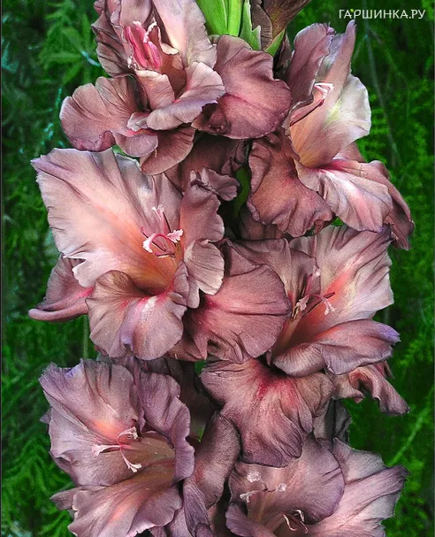 Гладиолус Серебряный Ручей