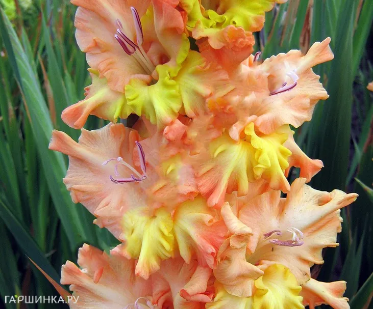 Гладиолус Солнечный День