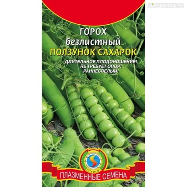 Горох Ползунок-сахарок безлистный