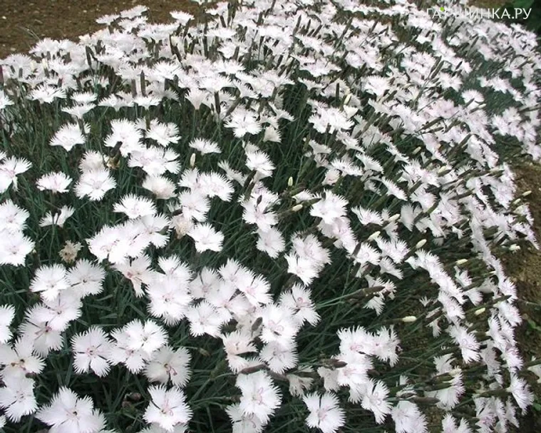 Гвоздика Грейстоун