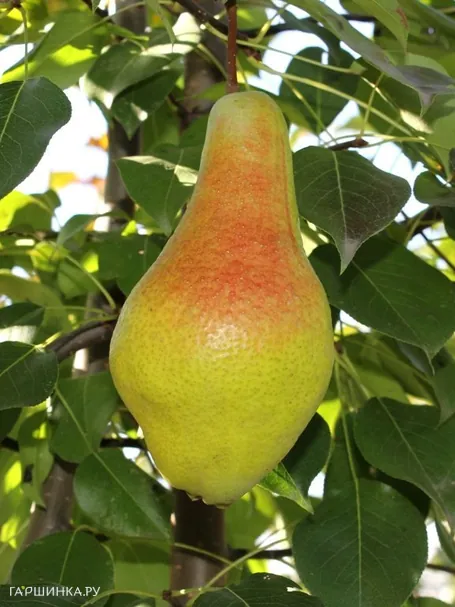 Груша Яковлевская