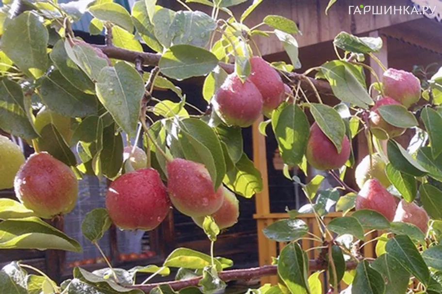 Груша Каратаевская