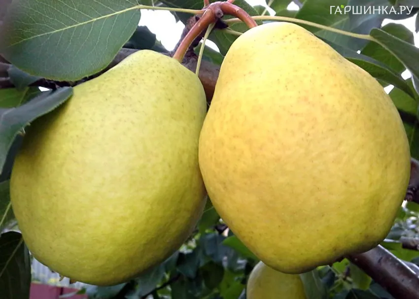 Груша Ларинская