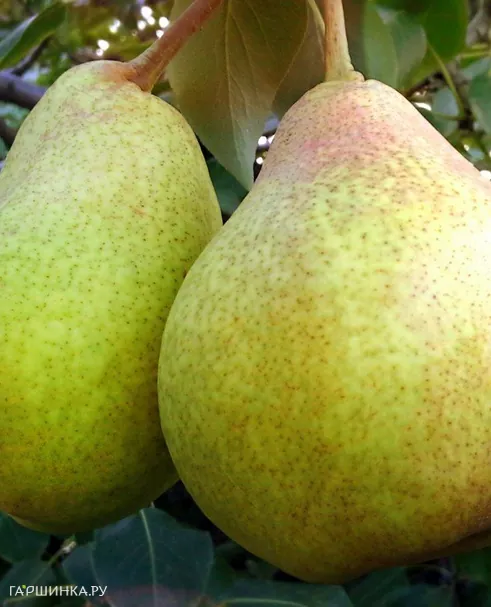 Груша Сказочная