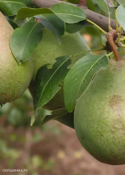 Груша Зимняя