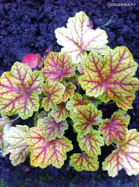 Гейхера Мишель