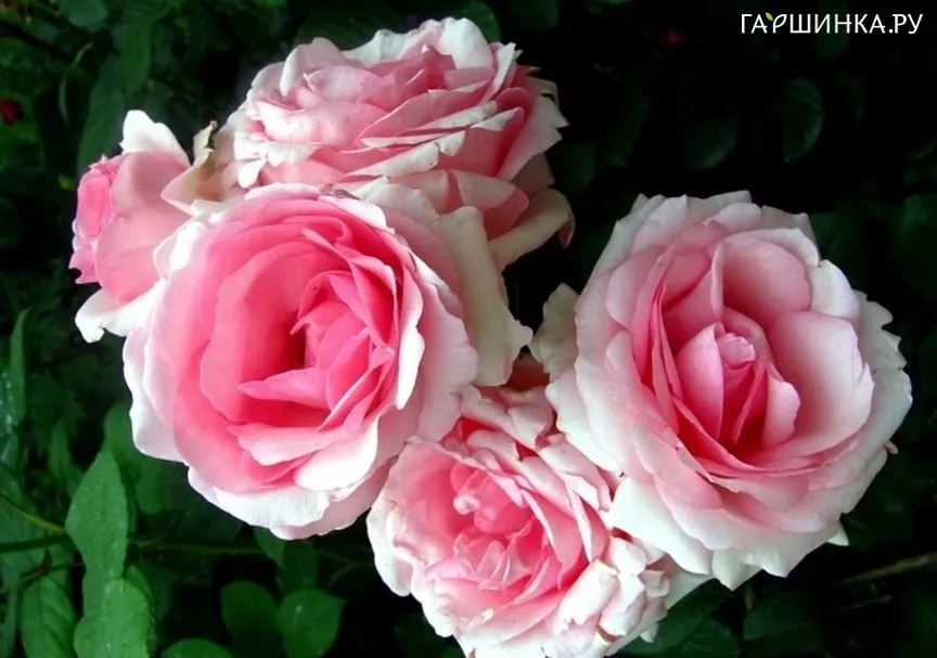 Роза Хистори чайно-гибридная Imperial Rose