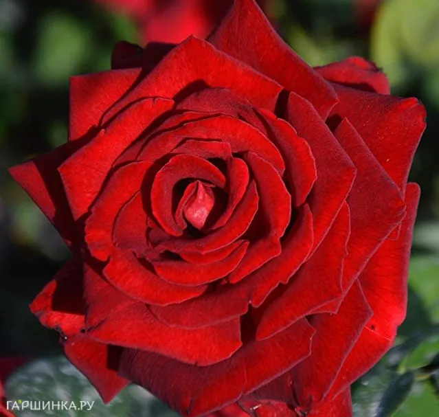 Роза Ингрид Бергман, Викс (лиц)