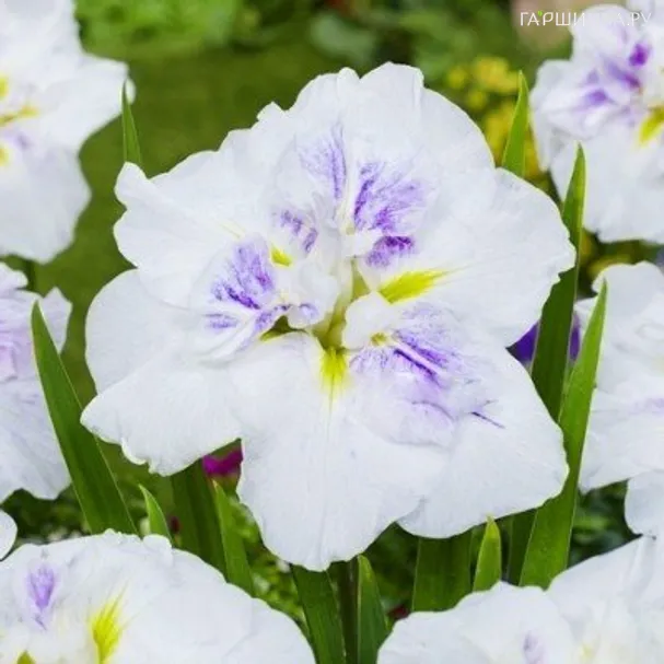 Ирис мечевидный Диннер Плейт Капкейк