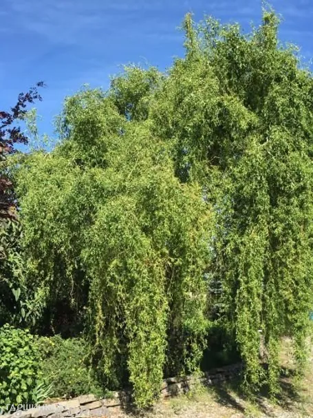 Ива Эритрофлексуоза (витые побеги и плакучая форма)