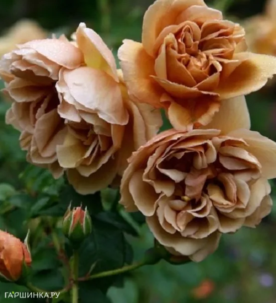 Роза Кафе, Кордес (лиц)