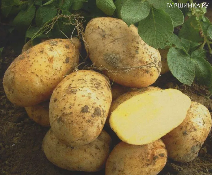 Картофель Удача 2кг