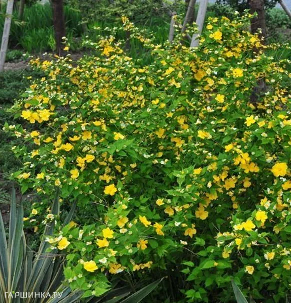 Керрия японская Голден Гвинея