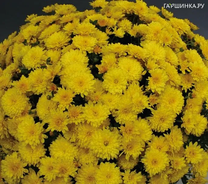 Хризантема мультифлора Бранлуна