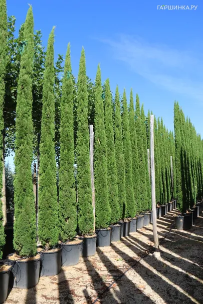 Кипарис Тотем