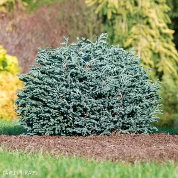 Кипарисовик горохоплодный Блу Мун