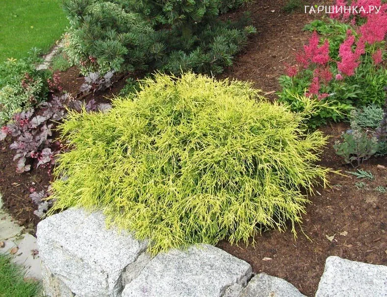 Кипарисовик горохоплодный Ауреа Нана