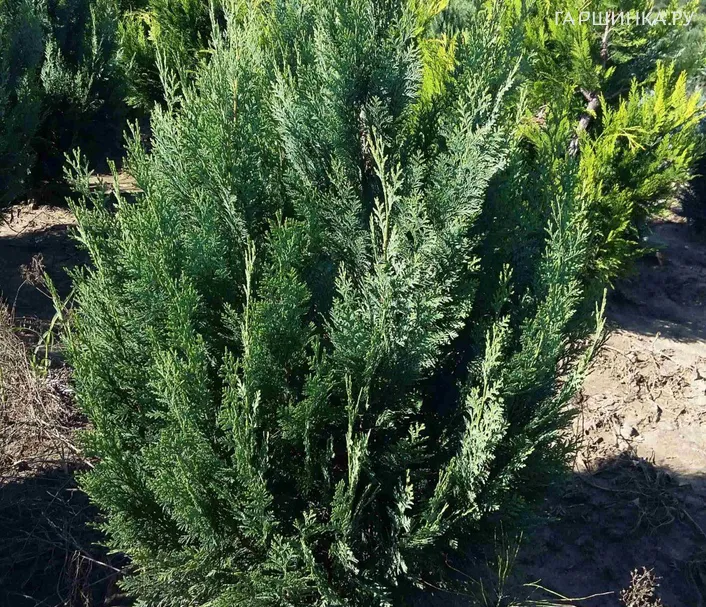 Кипарисовик Лавсона Вайт Спот