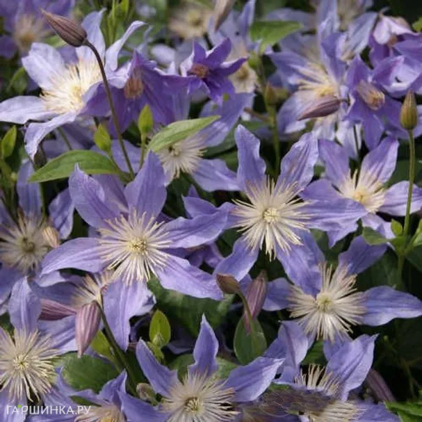 Клематис Блу Ривер (Голубая река) крупноцветковый (3)