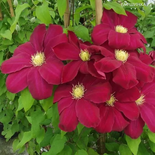 Клематис Хоши но Фламенко крупноцветковый (2)