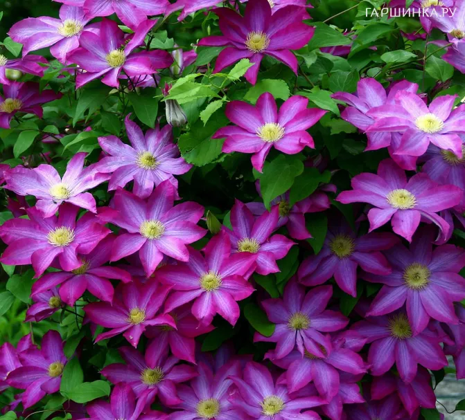 Клематис Какио (Пинк Шампань) крупноцветковый (2)