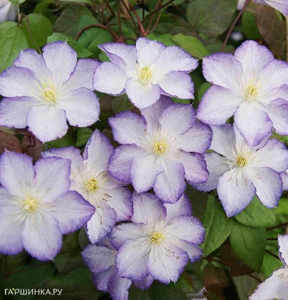 Клематис Лаки Чарм крупноцветковый (3)