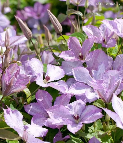 Клематис Маргарет Хант крупноцветковый (3)