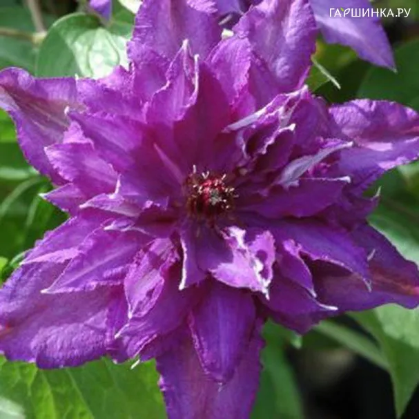 Клематис Мария Луиза махровый (2)