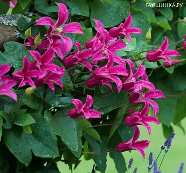 Клематис Принцесса Диана (3)