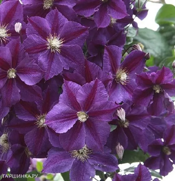 Клематис Стар оф Индия (Звезда Индии) крупноцветковый (3)