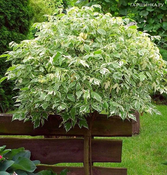 Клен ясенелистный Фламинго