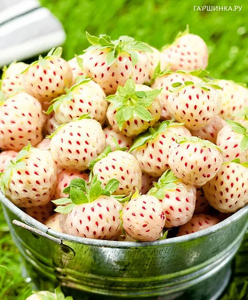 Клубника Пайнберри