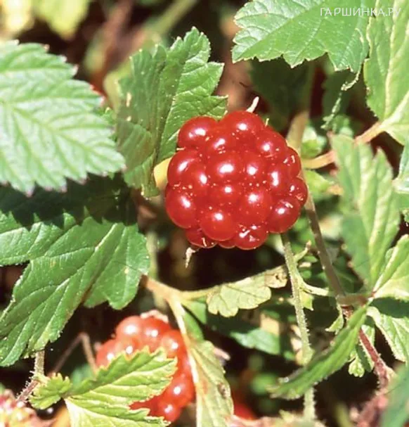 Княженика Астра