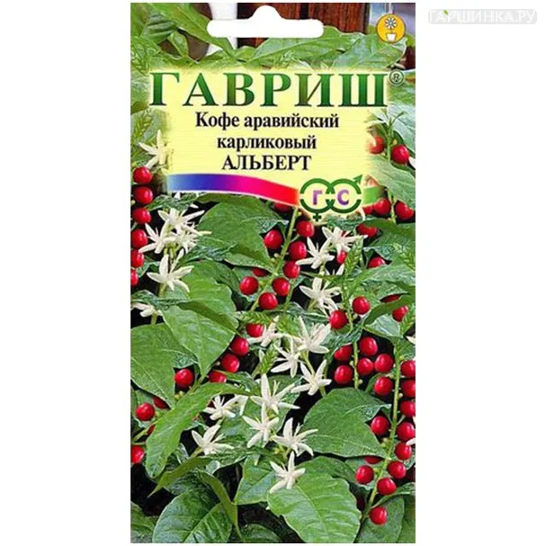 Кофе Альберт аравийский карликовый 5 шт, Семена Гавриш