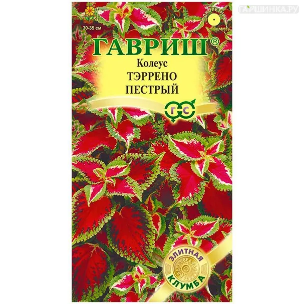 Колеус Тэррено пестрый, 5шт