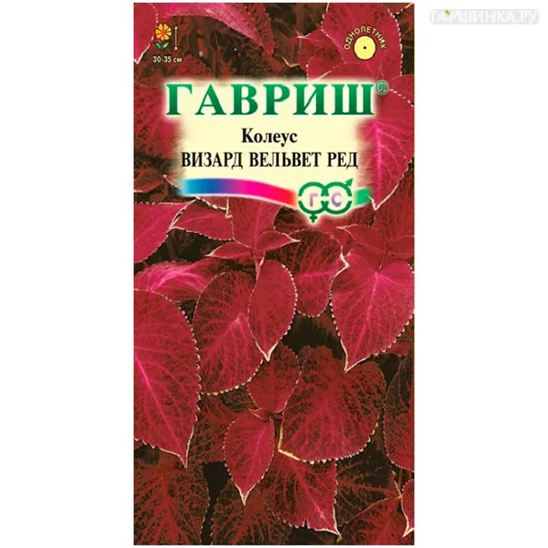 Колеус Визард Вельвет ред (Гавриш), 5шт