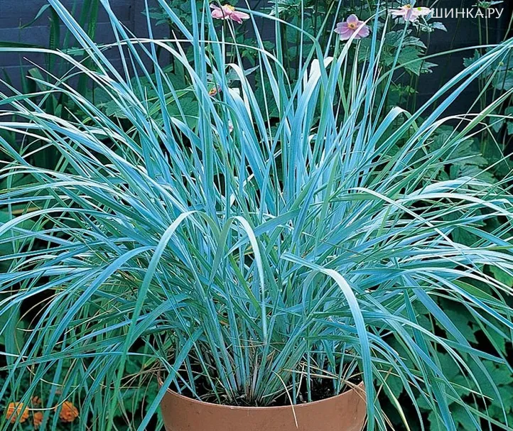 Колосняк (Элимус) песчаный