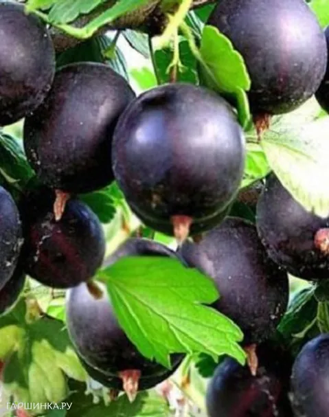 Крыжовник Командор черноплодный бесшипный
